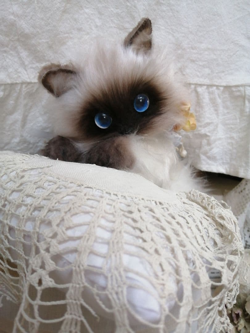 ヒマラヤン♥ポチャちゃんッ♥生後６ヶ月♥里親様募集(=^・・^=)