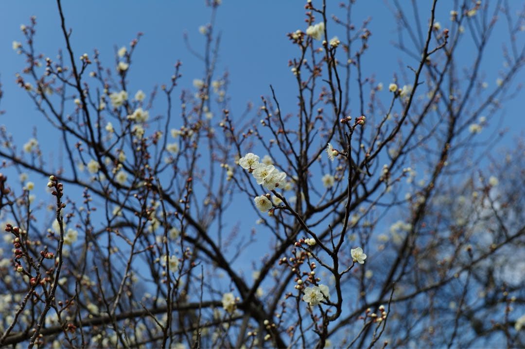 Leica M9 （CCD ID: 15、シャッター回数8,000回前後）