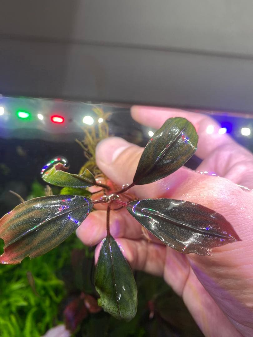 Bucephalandra sp. Akantha（アカンサ）　水中化成功