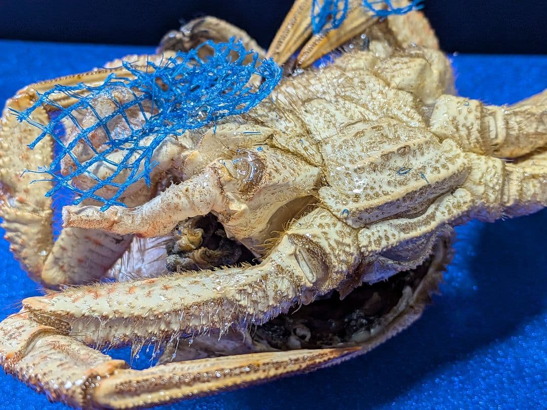 青森県陸奥湾産クリガニトゲクリガニ標本リアル飾り個体剥製（雄蟹）コレクション品