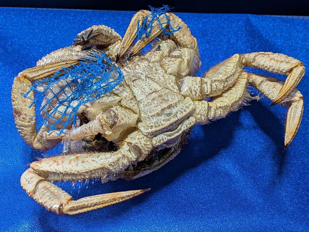 青森県陸奥湾産クリガニトゲクリガニ標本リアル飾り個体剥製（雄蟹）コレクション品