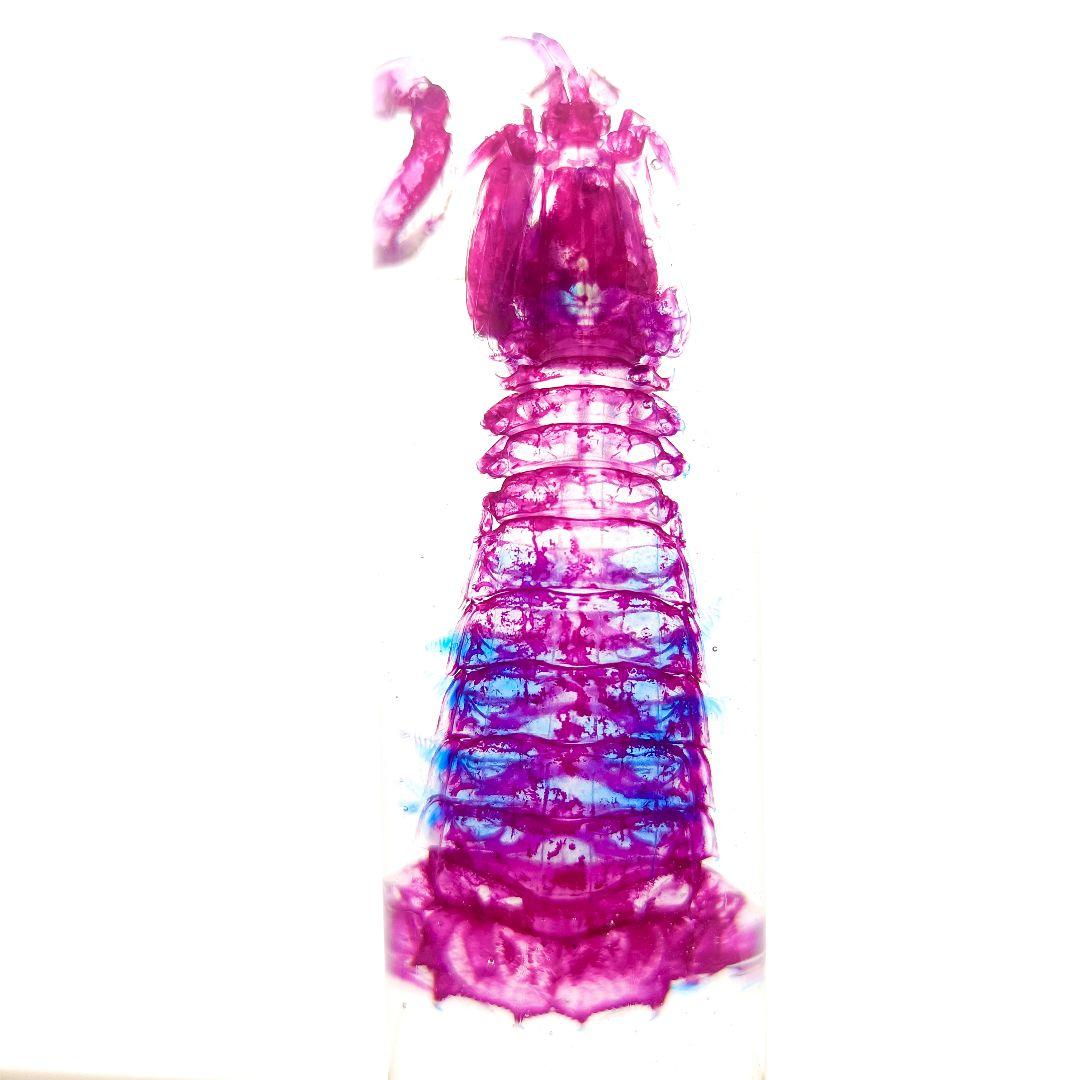 美品【1点物】透明骨格標本 シャコ 7-8cm 30ml