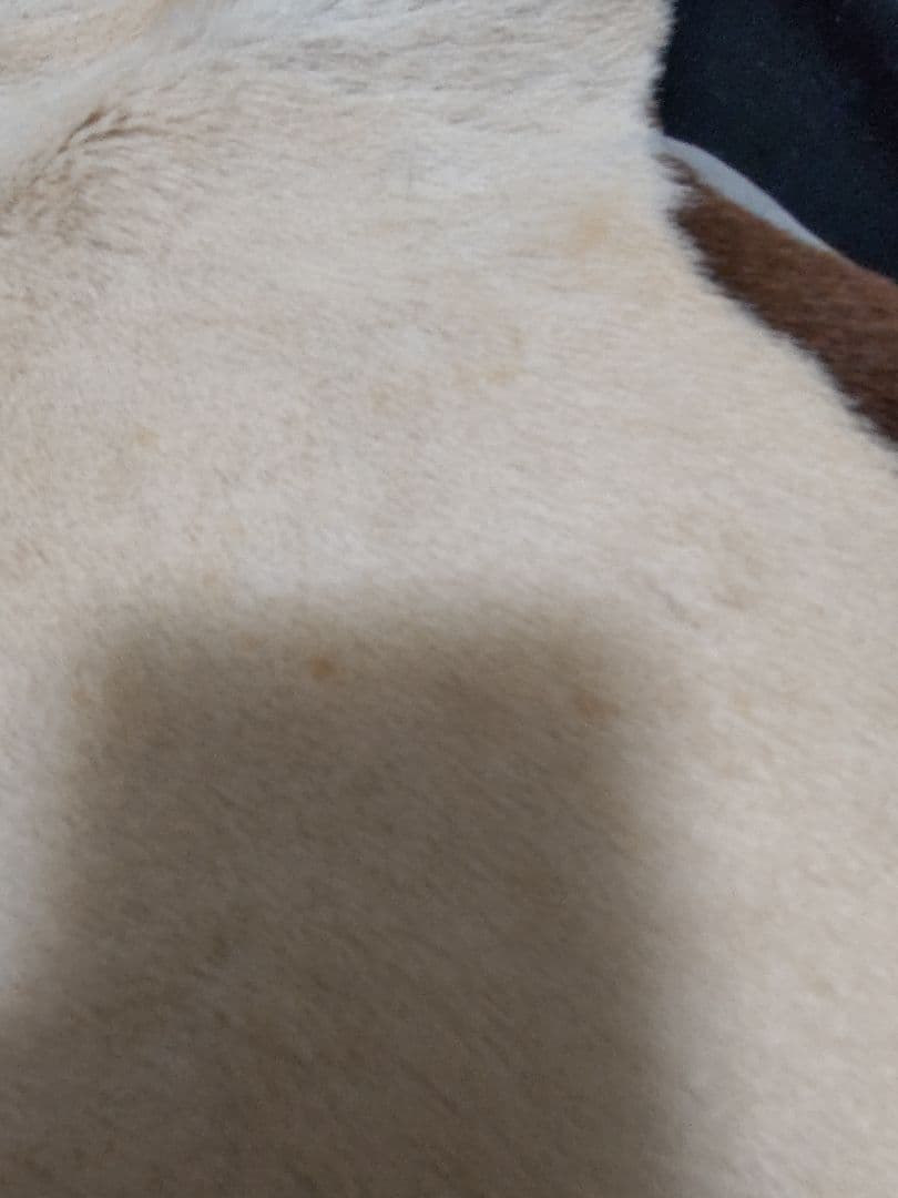 ユーロヴィンテージ ハラコ レザー マット cow カウ ヴィンテージレザー