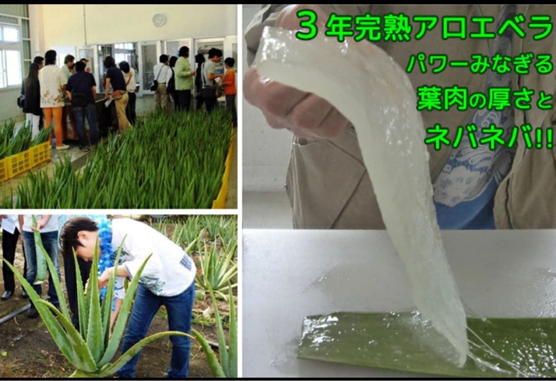 JAS認定 有機無農薬）アロエベラジュース１００％ 1000mlx３本 沖縄産