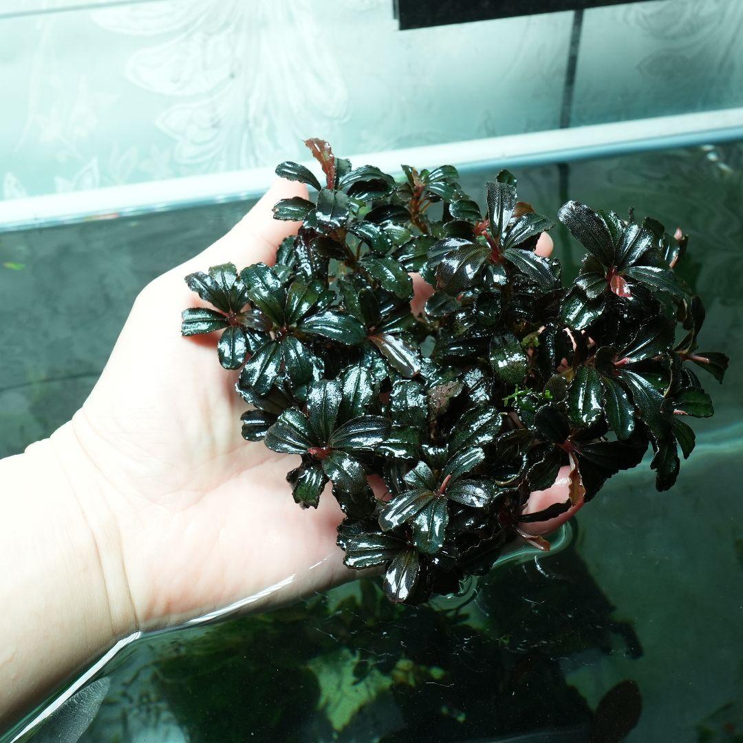 ア*カ様 Bucephalandra sp. Penelope
