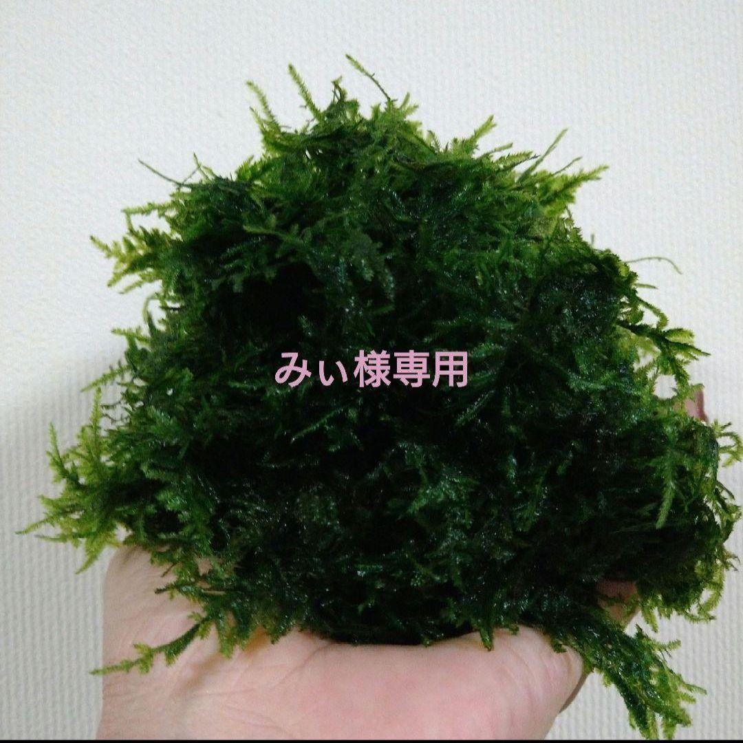 みぃ