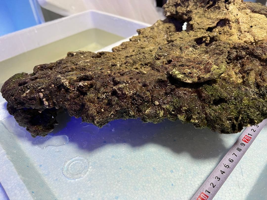 ライブロック（水槽用石） 約50cm 1個 ②
