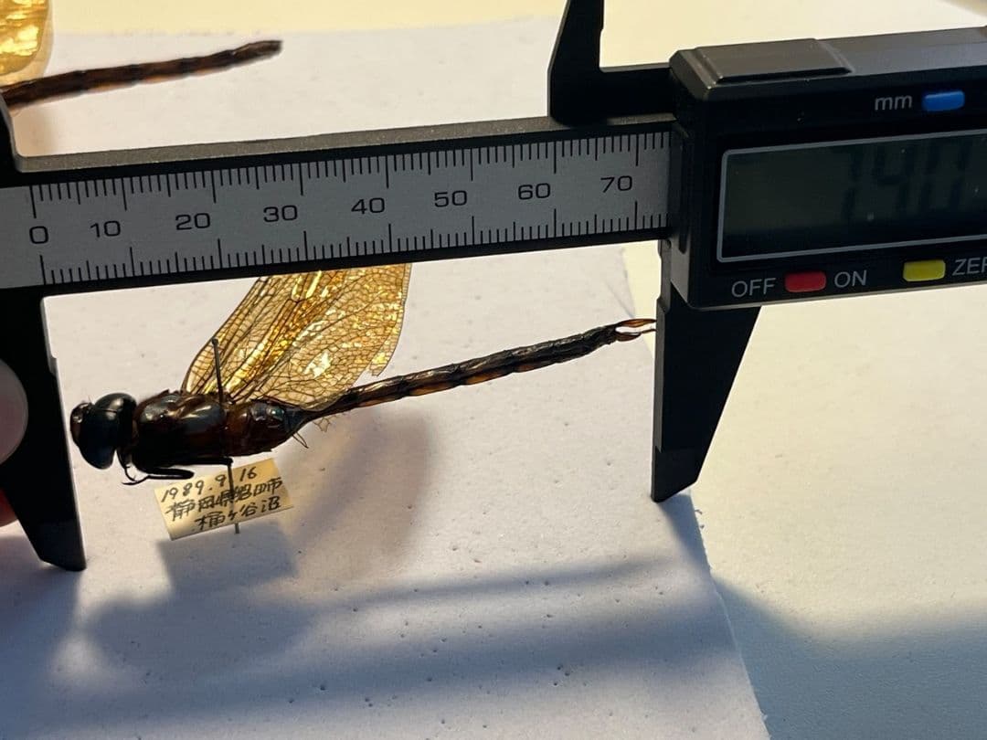 【蜻蛉標本】マルタンヤンマ？　オニヤンマ トンボ 虫除け ストラップ おにやんま