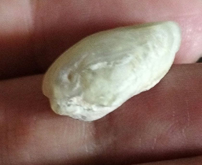 オーストラリア産 未研磨オパール化貝化石 オパライズドシェル 7カラット