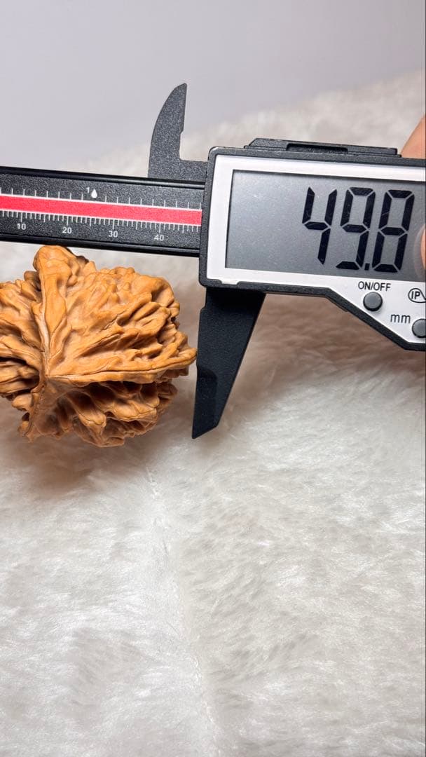 49帝王三棱