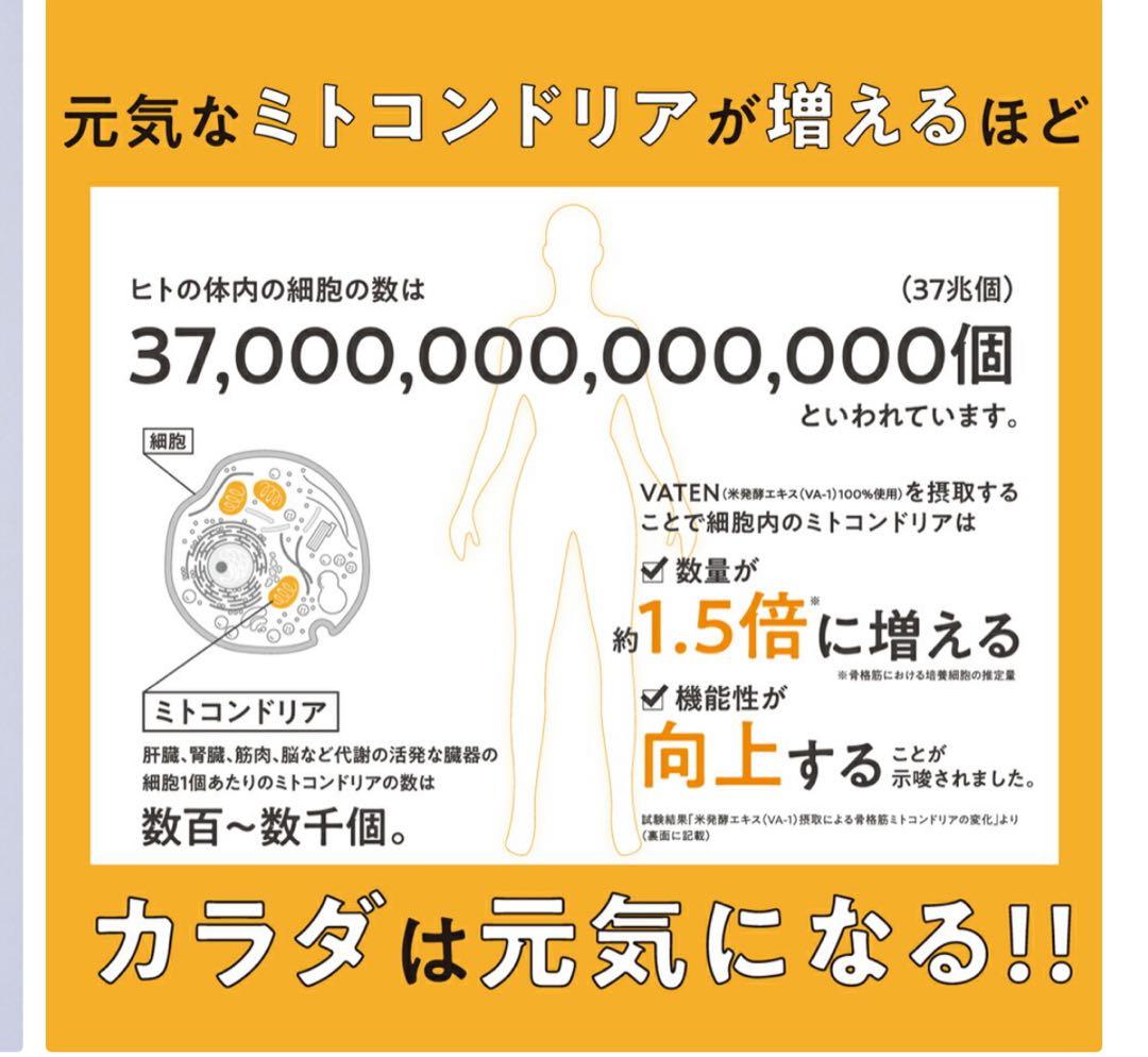 無添加VATEN ノンカフェイン 100ml×10本入り x2箱