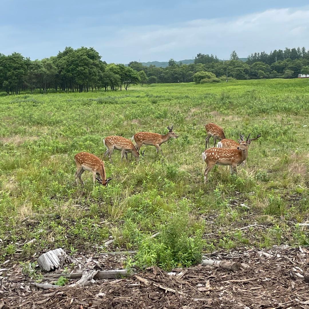 鹿ジャーキー犬用1.６キロ 手羽先ジャーキー900g ふりかけ200g