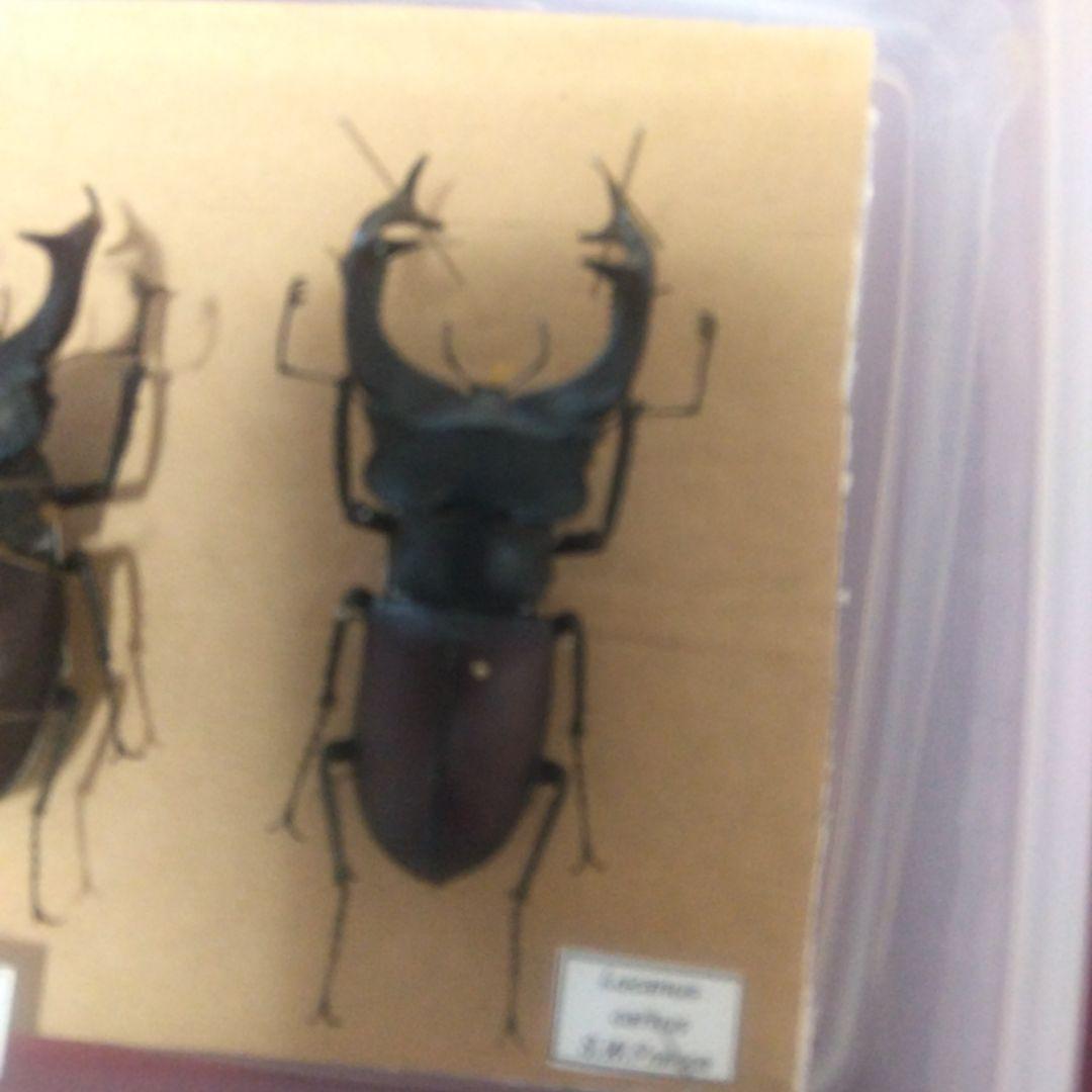 ヨーロッパミヤマクワガタ 大腮だいさい 大アゴ 巨大発達