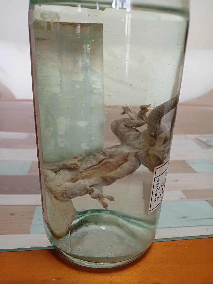 希少❗ 蛤蚧酒 中国酒 珍品 古酒 貴重 白酒 紹興酒