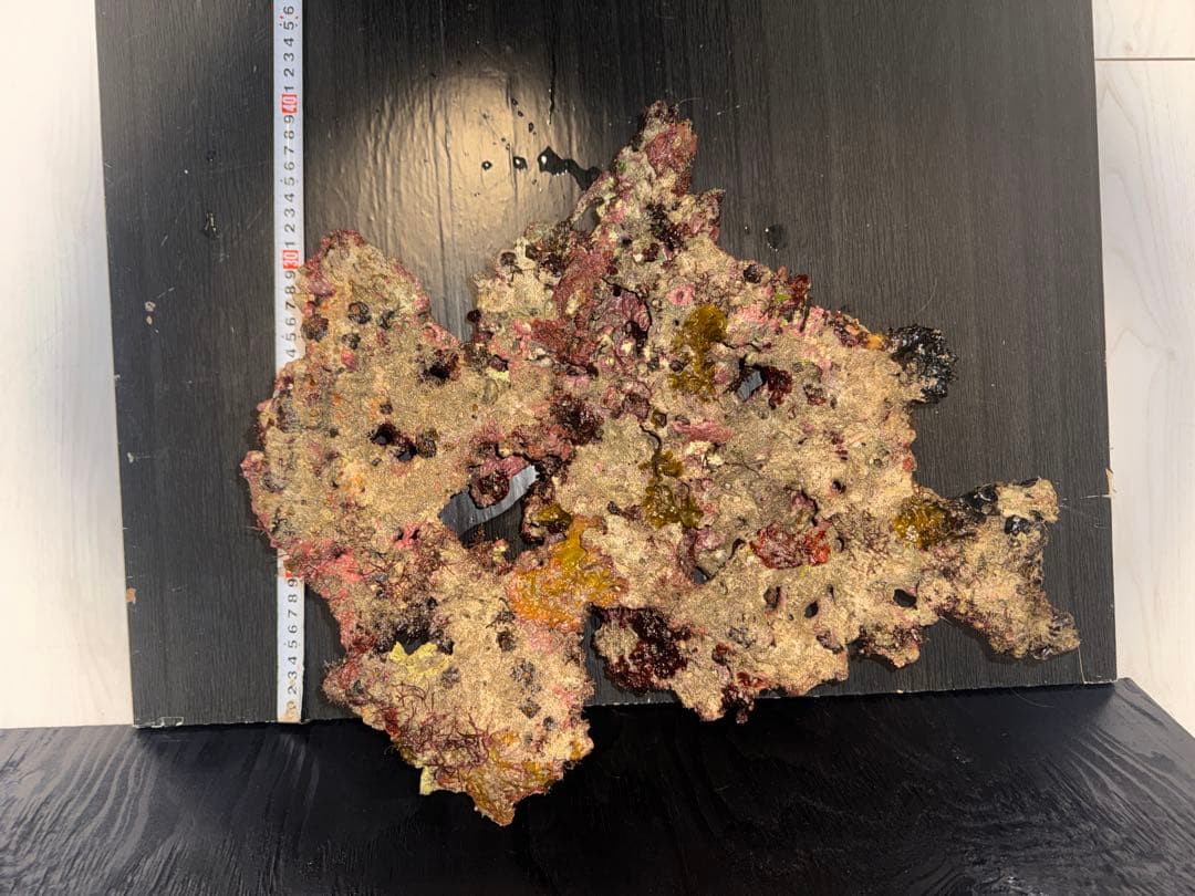 わかちゃん 特大ライブロック+プレートライブロック