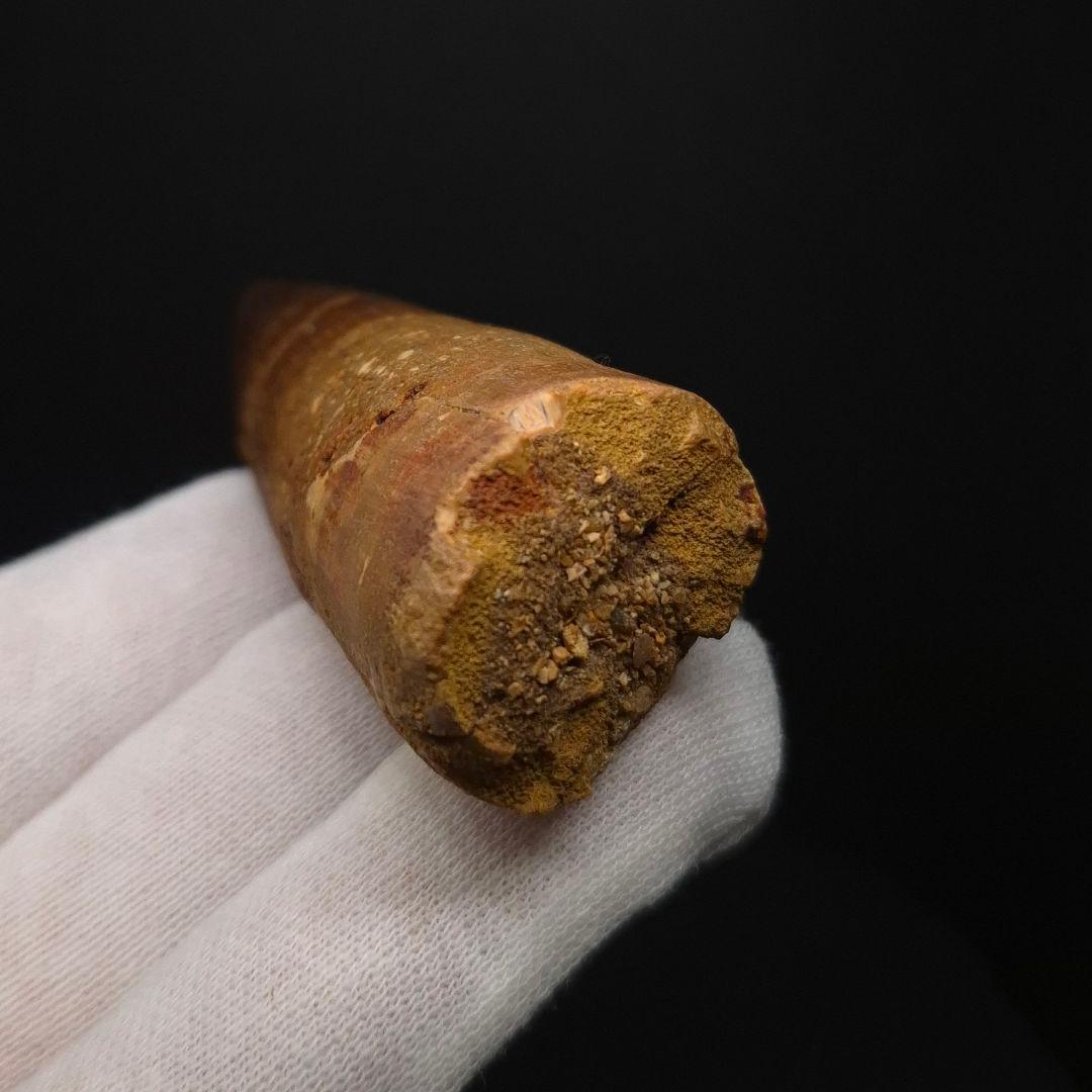 スピノサウルス 本物 モロッコ産 82.05mm sp510