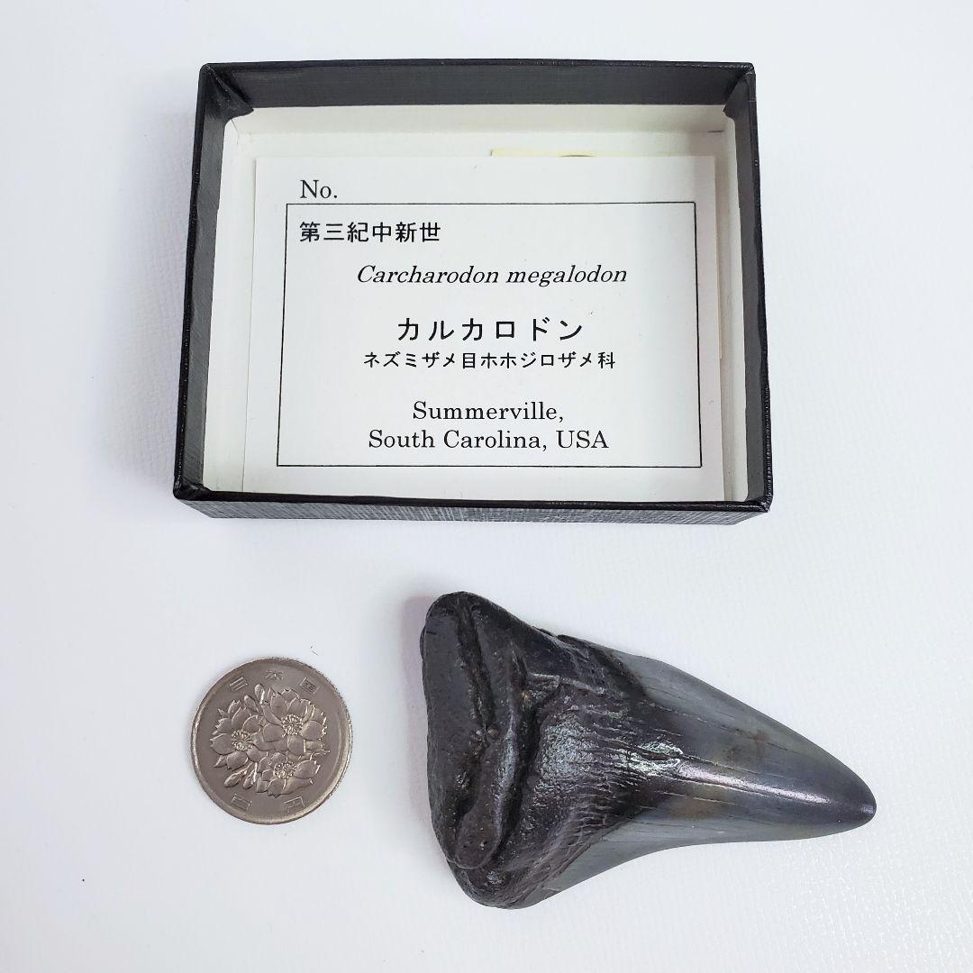 化石 サメの歯　カルカロドン　6.5cm 希少✨️