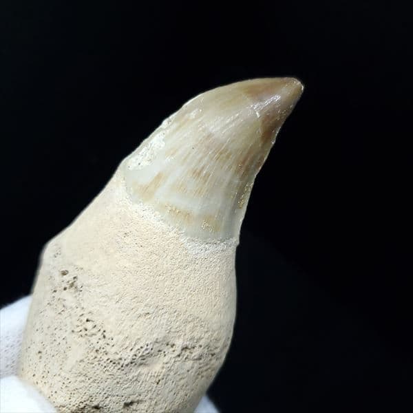 美品 歯根付き モササウルス 化石 歯 本物 70.83mm  mos15