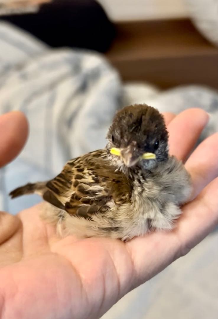 サンプル