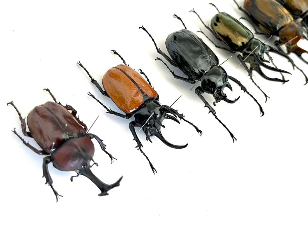 カブトムシ 6匹 標本 セット