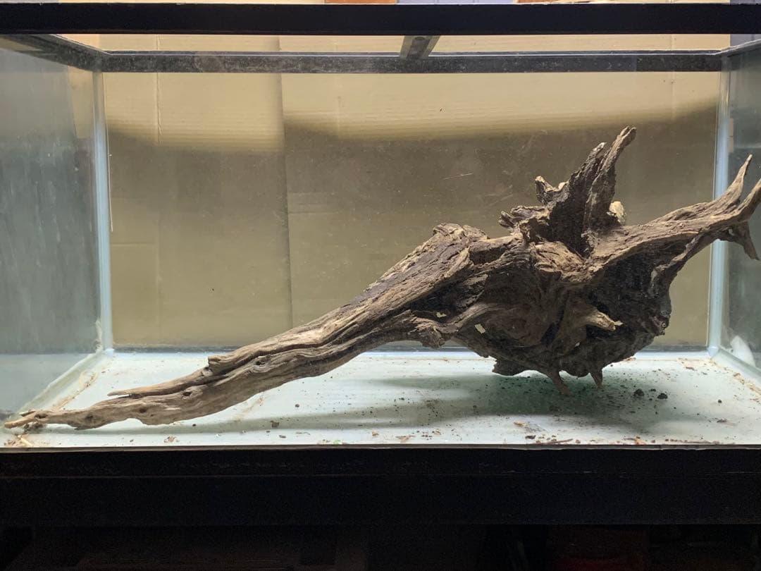 [新品　特大] 天然流木★ビオトープ　水槽　メダカ　熱帯魚　ホーンウッド　水草
