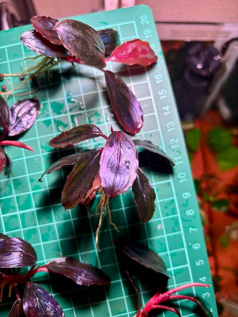 Y*c様 Bucephalandra sp.Red Diamond 5株