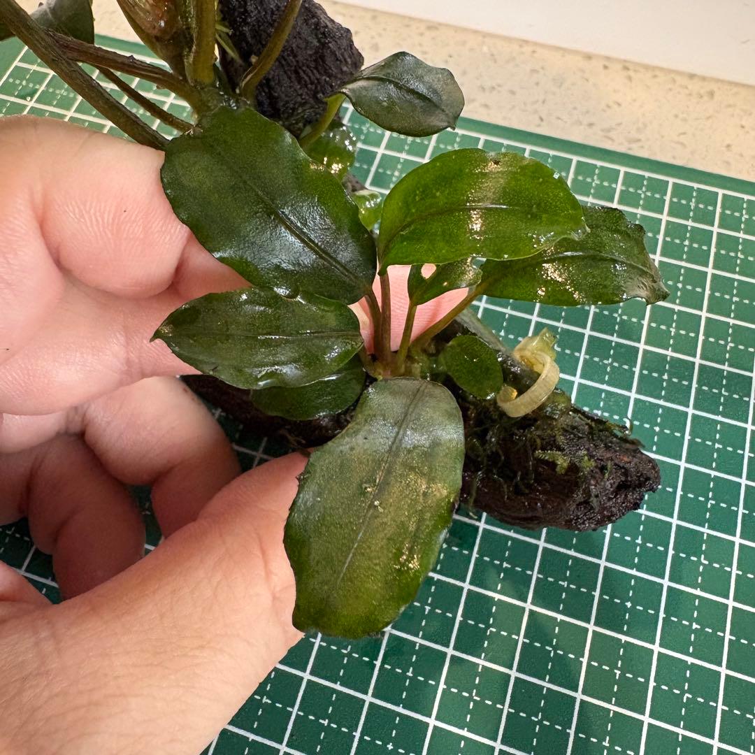【3連休限定割引】Bucephalandra Motleyana Padawan