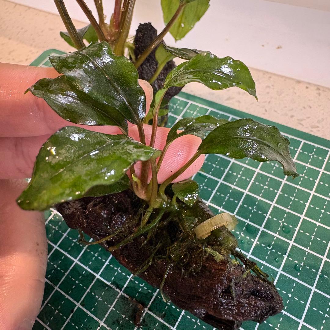 【3連休限定割引】Bucephalandra Motleyana Padawan