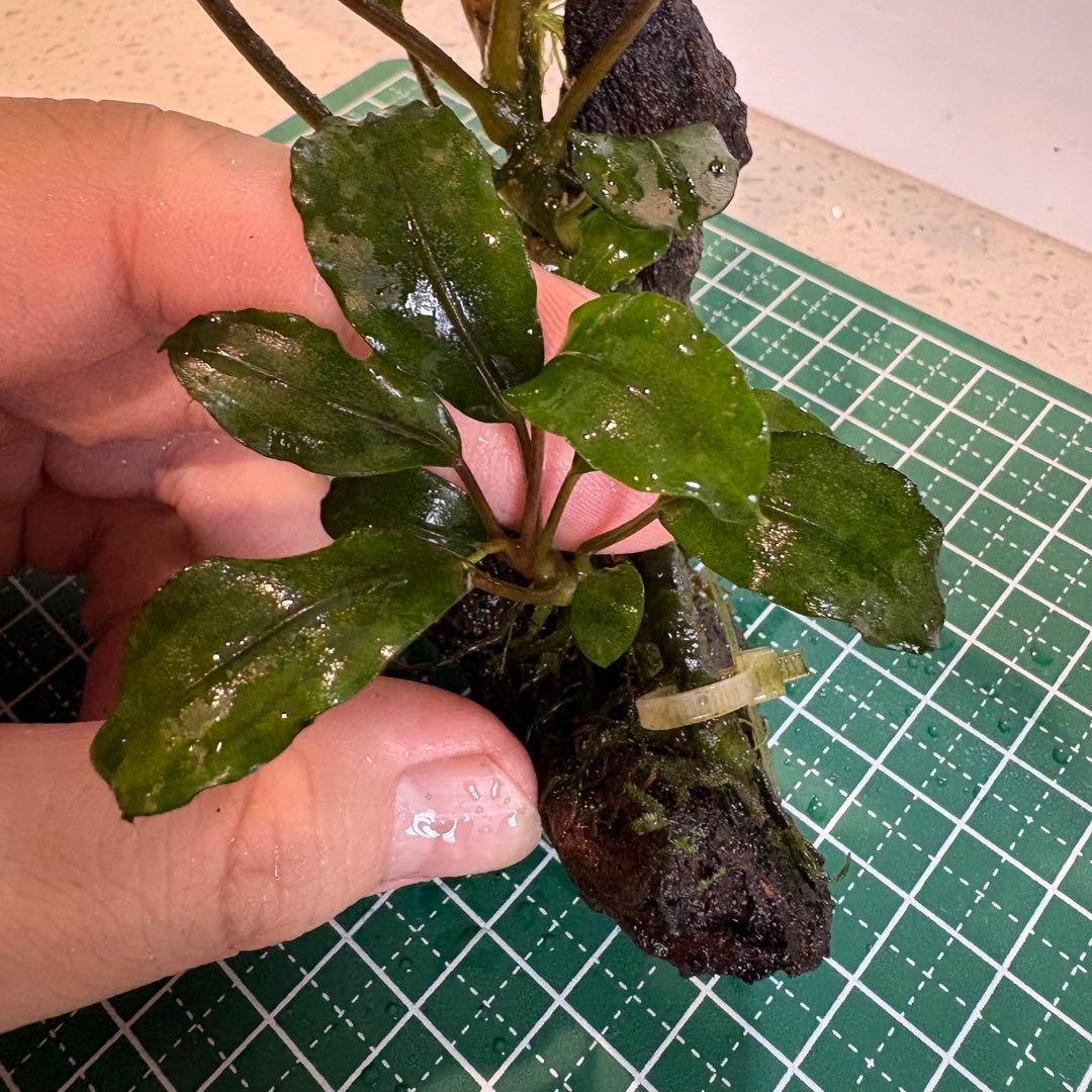 【3連休限定割引】Bucephalandra Motleyana Padawan