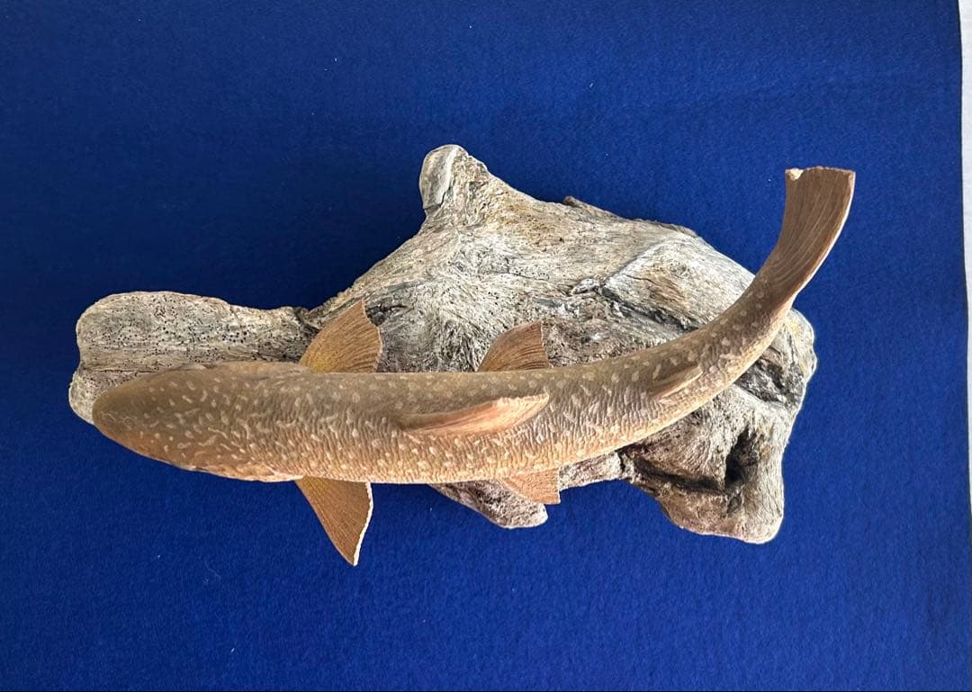 田中鱗水作 神代楠彫イワナ 木彫岩魚 29cm