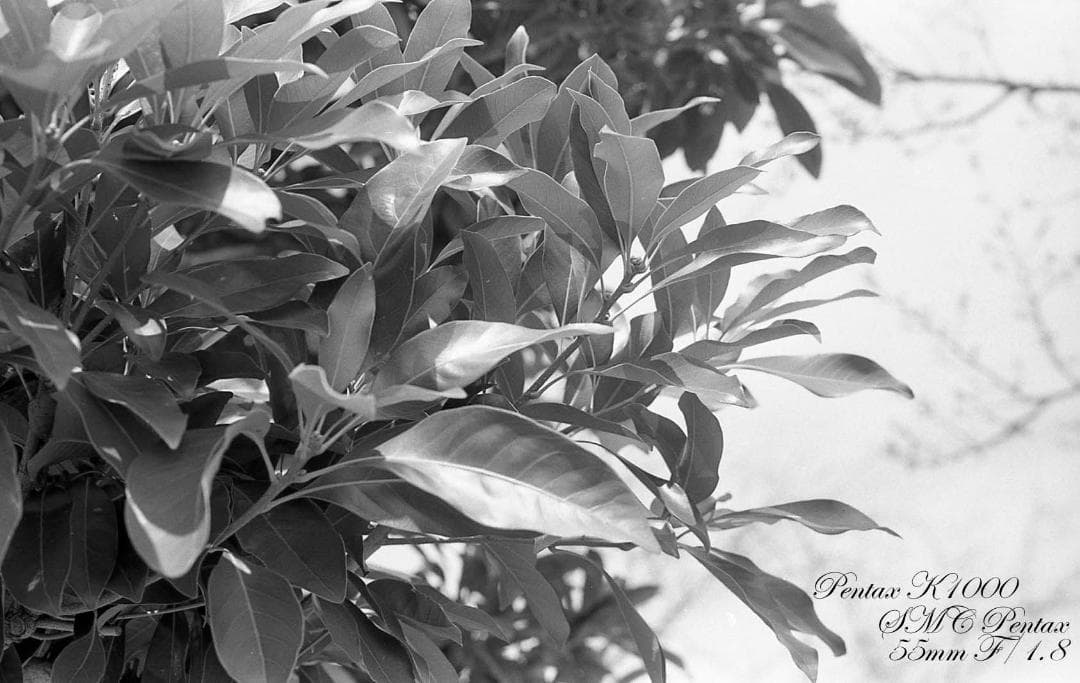 整備済完動品 PENTAX K1000+SMC PENTAX 55mm F1.8