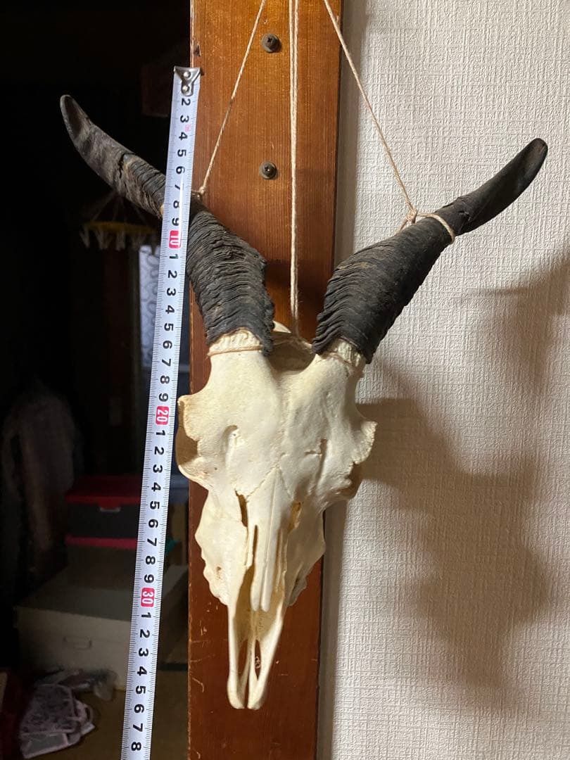 ヤギ　頭蓋骨　標本　山羊　頭骨
